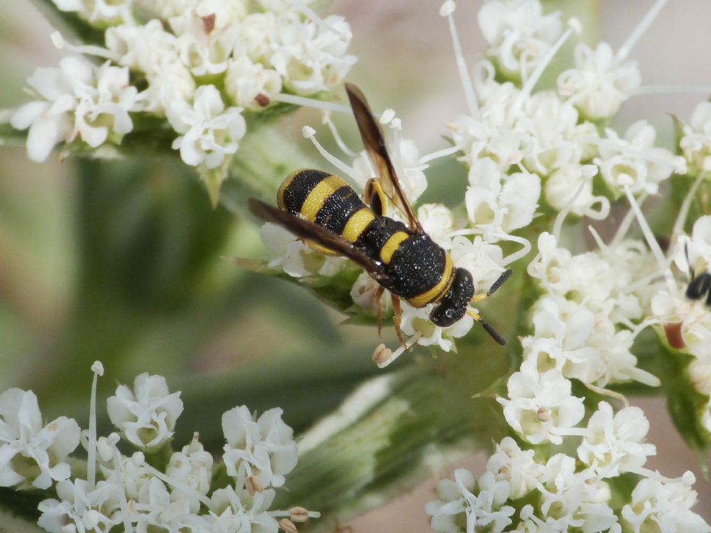 Leucospis maschio: L. dorsigera o L. bifasciata